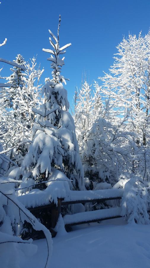 Willa Gusia, Apartamenty Zakopane Dış mekan fotoğraf
